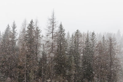 Snow covered trees in forest against sky