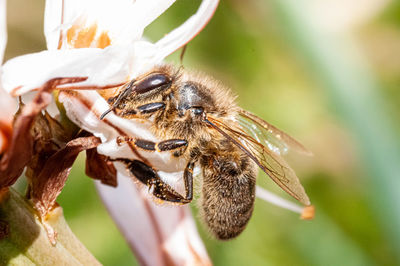 Close-up of bee pollinating flower