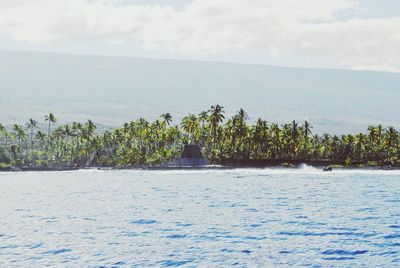 Trees on coast of a calm sea