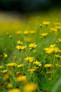 Close-up of yellow flowering plants on field