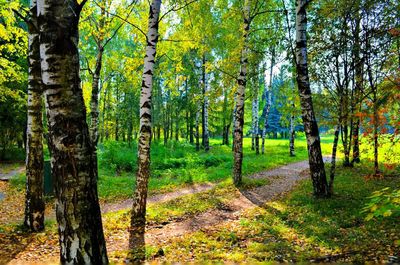 Trees in forest