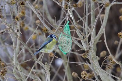 Bird perching on branch