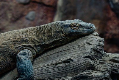 Close-up of komodo dragon on wood