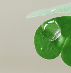 Close-up view of green leaf