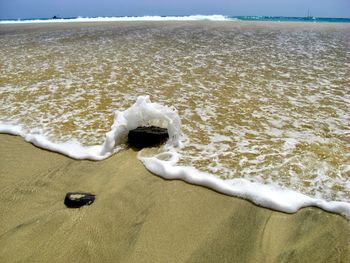 High angle view of animal on beach