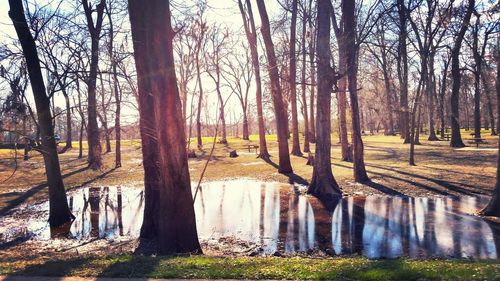 Bare trees in park