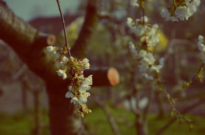 Close-up of flowers on tree