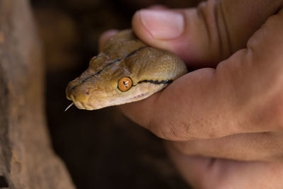 Cropped hand of man holding snake