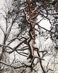 Bare trees against sky