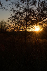 Silhouette trees in forest during sunset