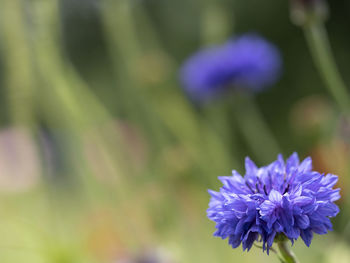 Close-up of purple flowering plant