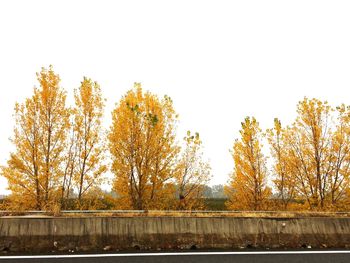 Trees in autumn against clear sky