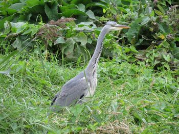 High angle view of gray heron on plants