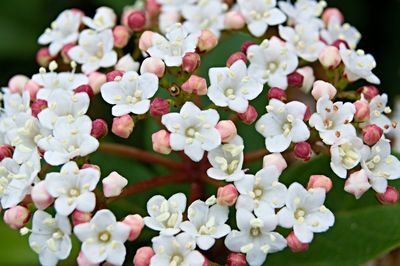 Close-up of white flowers