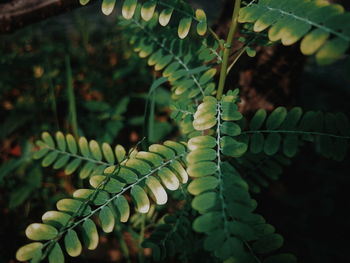 Close-up of green leaves on plant