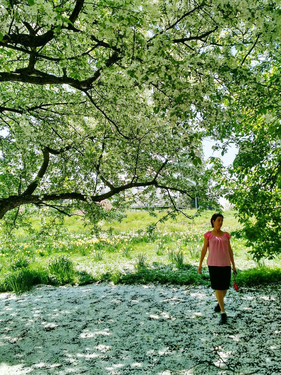 tree, rear view, full length, walking, lifestyles, leisure activity, casual clothing, growth, person, men, nature, branch, standing, tranquility, beauty in nature, day, tranquil scene, green color