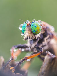 Close-up of butterfly pollinating on flower