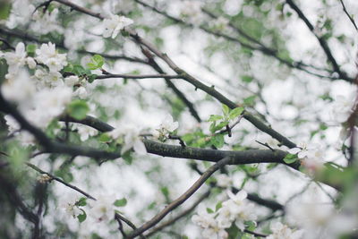 Low angle view of cherry blossoms in spring