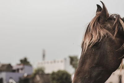 Close-up of horse against clear sky