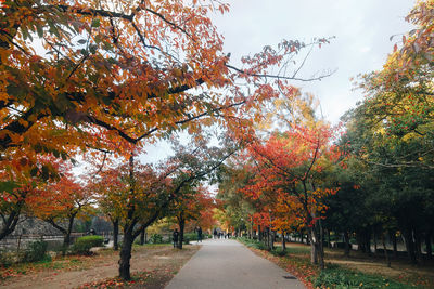 Road amidst trees during autumn