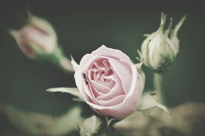 Close-up of rose blooming outdoors