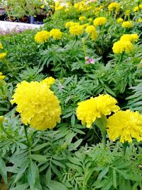 Close-up of yellow flowers