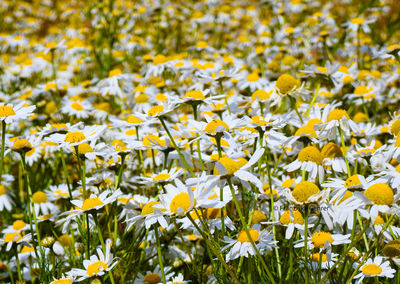 A colourful daisyfield in the middle of nowhere in the nationalpark torre del paine chile