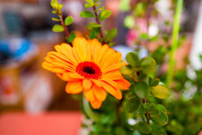 Close-up of yellow flower blooming outdoors