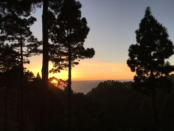 Silhouette of trees at sunset