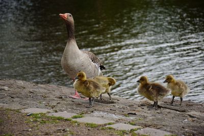 Ducks in a lake