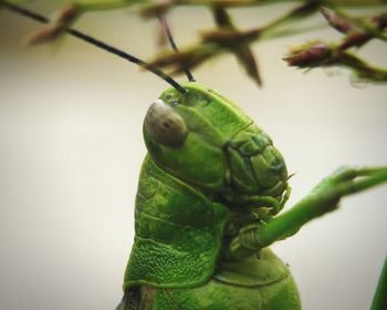 Close-up of insect on leaf