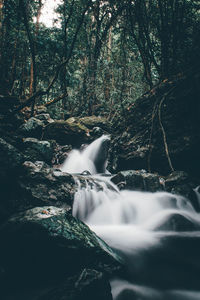 Scenic view of waterfall in forest