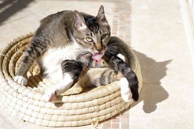 High angle view of a cat in basket