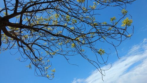 Low angle view of bare tree against blue sky