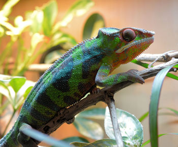 Close-up of a chameleon on a branch