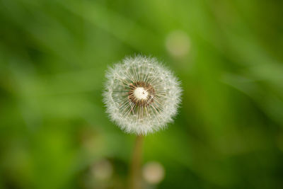 Close-up of dandelion flower