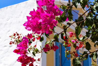 Close-up of pink flowering plant