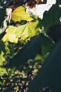 Close-up of yellow leaves on plant