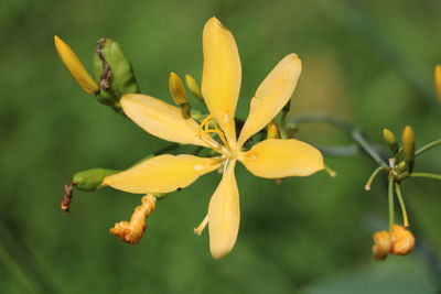 Close-up of yellow flowering plant