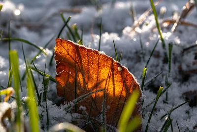 Close-up of dry leaves on snow covered land