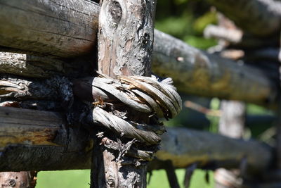 Close-up of tree trunk in forest