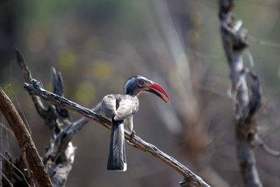 Close-up of bird perching on branch