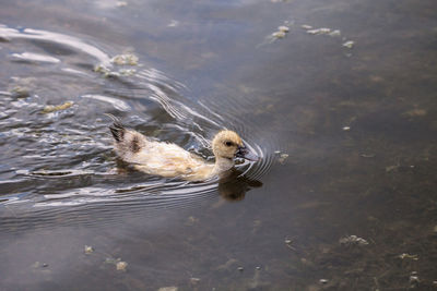 High angle view of duck swimming in lake