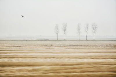 View of birds on land against clear sky
