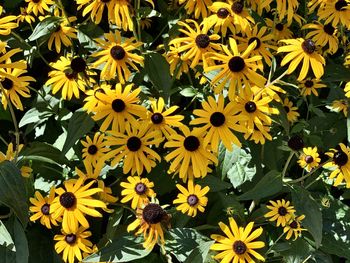 High angle view of yellow flowering plant