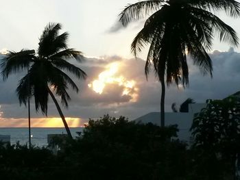 Palm trees at sunset