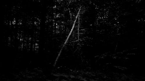 Low angle view of trees at night