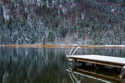 Scenic view of lake in forest