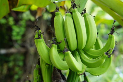 Close-up of bananas hanging on tree