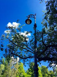 Low angle view of trees against blue sky